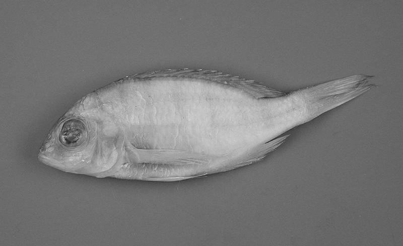 Placidochromis chilolae 'Chilola Bay'